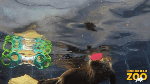Pedro Pascal Swimming GIF by Brookfield Zoo