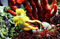 coral reef ocean GIF