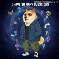 Shiba Inu What GIF by Doge Pound