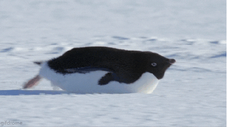 Wildlife gif. Penguin sliding forward across the snow on its full, round stomach, kicking its back feet out to propel itself forward. The scene is edited to look like the penguin is continuously in motion.