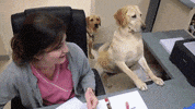 dog aww GIF by JustViral.Net