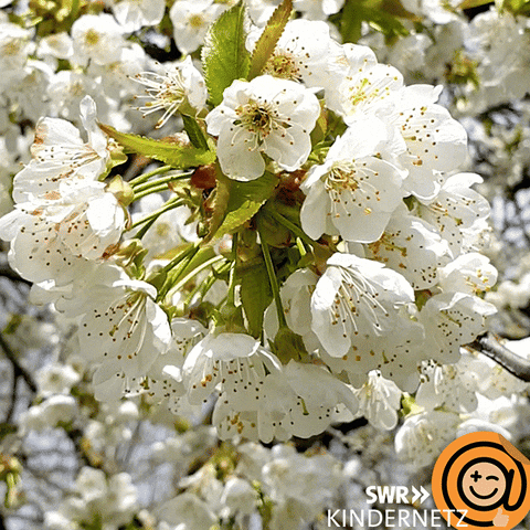 Cherry Blossom Summer GIF by SWR Kindernetz