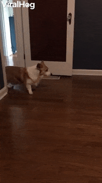Quirky Corgi Slowly Backs Out Of Room GIF by ViralHog