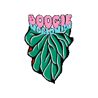 baliexoticanthuriums boogie anthurium beac baliexoticanthuriums Sticker