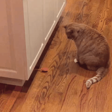cat toy GIF