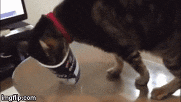 cat yogurt GIF