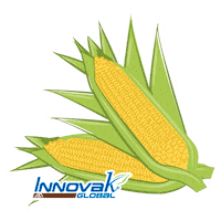 Corn Maiz Sticker by Innovak Global
