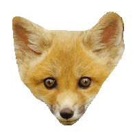 fox STICKER by imoji