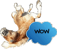 Horse Wow Sticker by Glamour by Reitsport SIBO