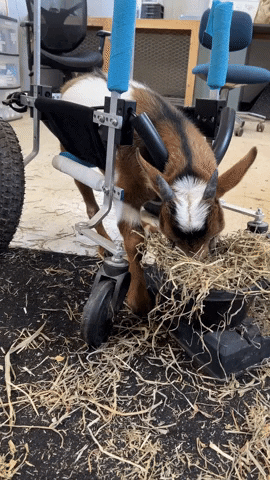 GIF by Barn Sanctuary