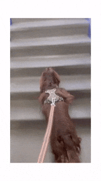 Cockeren_houdini bye running hell no count me in GIF
