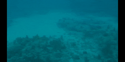 Ocean Floor Water GIF by DIIMSA Stock
