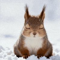 0ox0xo0 snow squirrel hokkaido GIF