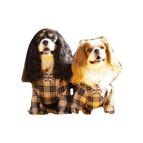 Happy Cavalierkingcharlesspaniel Sticker