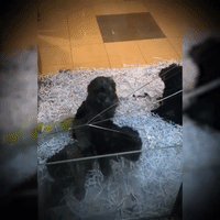 Concerns Raised After Puppies Discovered Behind Cracked Glass at Pet Store