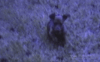 On My Way Running GIF by Texas Archive of the Moving Image