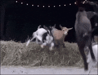 jump running GIF