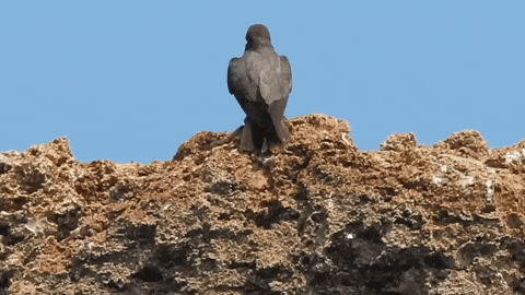 gregoryaskew giphyupload GIF