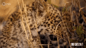 Season 2 Leopard GIF by PBS