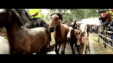 Wild Horses Cavalos GIF by Ibiza by Porto