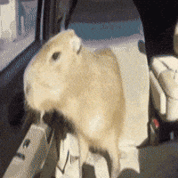 Peace Love GIF by Respective