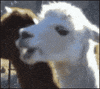 stare llama GIF