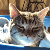 leonfritzkitties love cat cool nice GIF