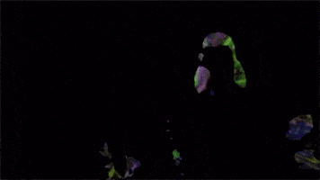 Post Animal GIF by Polyvinyl Records