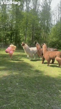 Llamas Have a New Leader