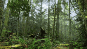 AtmosFX dinosaur raptor prehistoric atmosfx GIF