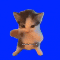 Cat GIF