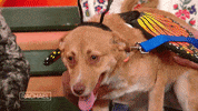 Halloween Dogs GIF by Rachael Ray Show
