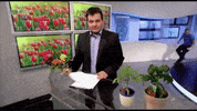 tulips GIF
