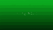 myfioridesign fiori fiorigraziella GIF
