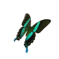 michaeldamnitz butterfly schmetterling michaeldamnitz damnitz Sticker