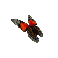 michaeldamnitz butterfly schmetterling michaeldamnitz damnitz Sticker
