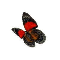 michaeldamnitz butterfly schmetterling michaeldamnitz damnitz Sticker