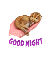 Cat Котенок Sticker by VIPLEO® is the cattery founder of legal caracats.