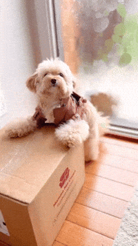 Dog Delivery GIF by mammamiacovers