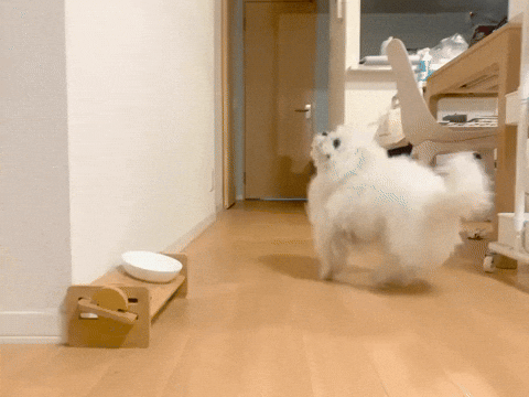 cuteanimalland giphyupload GIF