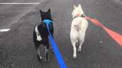 shiba inu walk GIF by KeepUpWithJaz