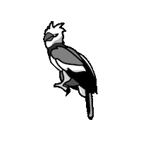 Foz Do Iguacu Harpia Sticker by Parque das Aves