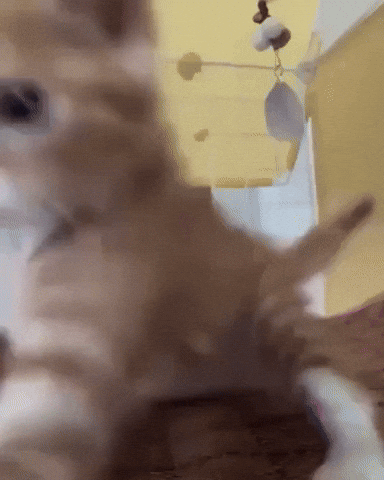 Angry Cat GIF by Respective