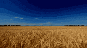 genesis_group  GIF