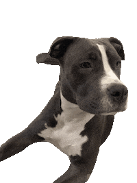 oliviamstaff olivia olivinha oliviaamstaff somostodosolivia Sticker