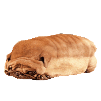 pug STICKER by imoji