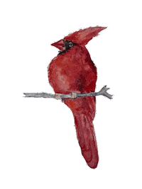 Bird Cardinals Sticker by EDGARDUDE