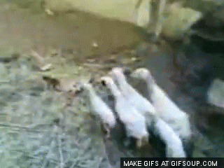 sheep GIF