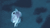 GIF by Oceana