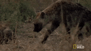 nat geo wild hyena GIF by Savage Kingdom